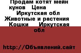 Продам котят мейн кунов › Цена ­ 10 000 - Иркутская обл. Животные и растения » Кошки   . Иркутская обл.